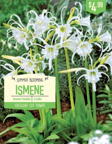 Garden Bulb State Ismene Festalis Bulbs Perspective: front