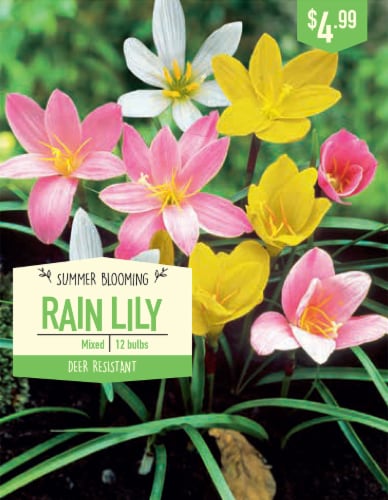 Garden State Bulb Zephyranthes Rain Lily Mixed Bulbs Perspective: front