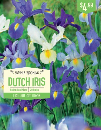 Garden State Bulb Dutch Iris Hollandica Mixed Bulbs Perspective: front