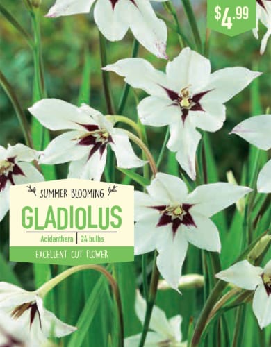 Garden State Bulb Acidanthera Gladiolus Bulbs Perspective: front