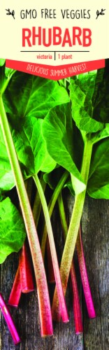 Garden State Bulb Victoria Rhubarb Plant Perspective: front