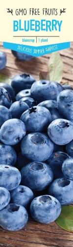 Garden State Bulb Bluecrop Blueberry Plant Perspective: front