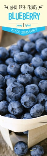 Garden State Bulb Jersey Blueberry Plant Perspective: front