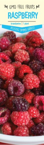 Garden State Bulb Brandywine Raspberry Plant Perspective: front