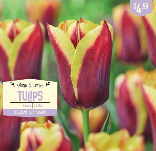 Garden State Bulb Gavota Tulip Bulbs Perspective: front