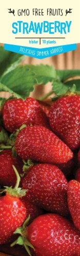 Garden State Bulb Tristar Strawberry Seeds Perspective: front