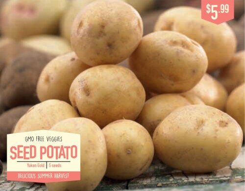 Garden State Bulb Yukon Gold Potato Seeds Perspective: front