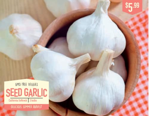 Garden State Bulb California Softneck Garlic Seeds Perspective: front