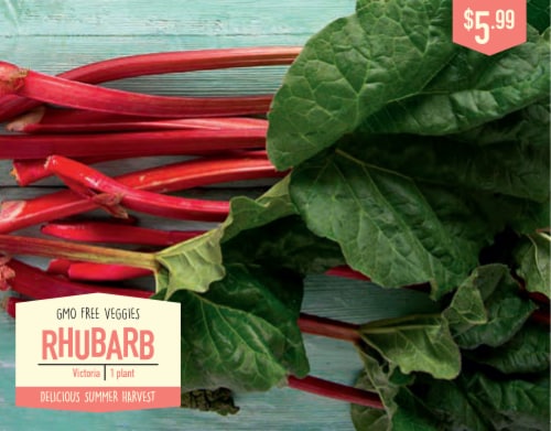 Garden State Bulb Victoria Rhubarb Flower Seeds Perspective: front