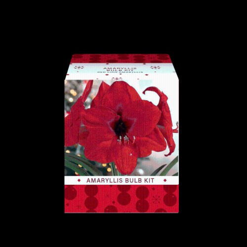 Garden State Bulb Amaryllis Red Lion Perspective: front