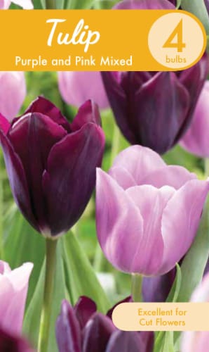 Mixed Tulips - Purple/Pink Perspective: front