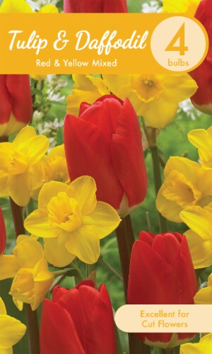 Mixed Daffodils & Tulips - Red/Yellow Perspective: front