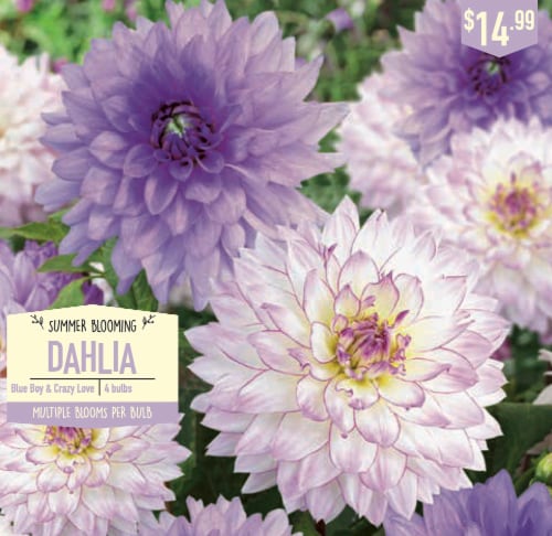 Garden State Bulb Summer Blooming Dahlia Bulbs - Blue Boy & Crazy Love Perspective: front