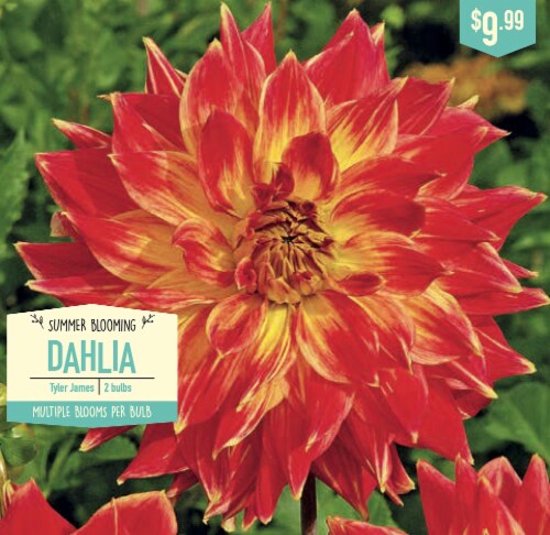 Garden State Bulb Summer Blooming Dahlia Bulbs - Tyler James Perspective: front