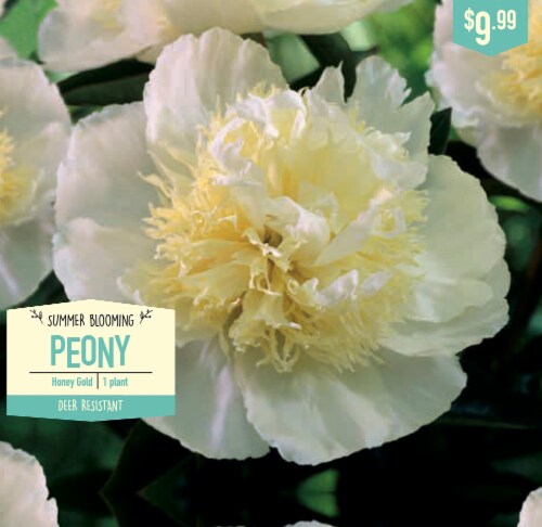 Garden State Bulb Summer Blooming Peony - Honey Gold Perspective: front