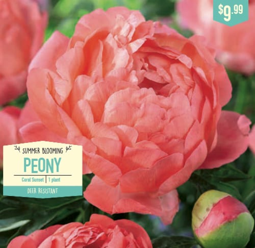 Garden State Bulb Summer Blooming Peony - Coral Sunset Perspective: front