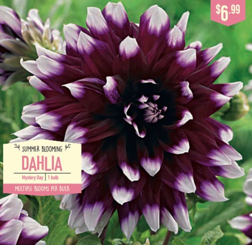 Garden State Bulb Summer Blooming Dahlia Bulbs - Mystery Day Perspective: front