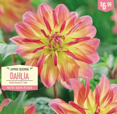 Garden State Bulb Summer Blooming Dahlia Bulbs - Pacific Ocean Perspective: front