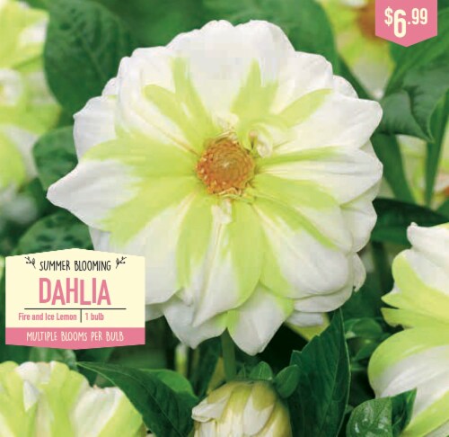 Garden State Bulb Summer Blooming Dahlia Bulbs - Fire and Ice Lemon Perspective: front