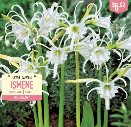 Garden State Bulb Summer Blooming Perspective: front