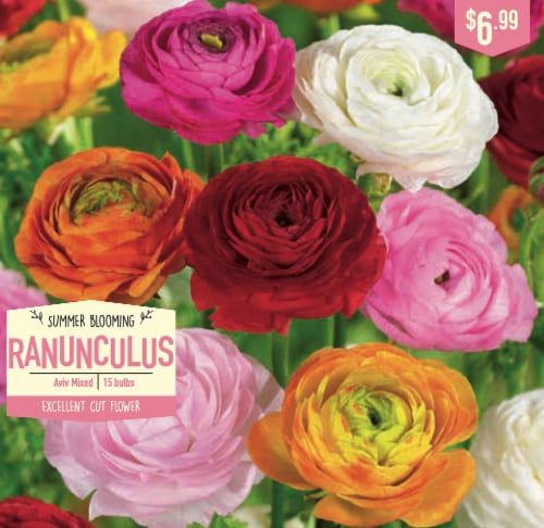 Garden State Bulbs Summer Blooming Ranunculus - Aviv Mixed Perspective: front