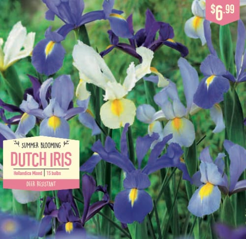 Garden State Bulb Summer Blooming Dutch Iris - Hollandica Mixed Perspective: front