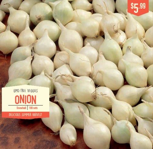 Garden State Bulb Snowball Onion Bulbs Perspective: front