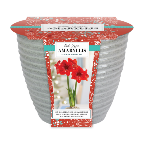 Garden State Bulb Red Lion Amaryllis Flower Grow Kit Perspective: front