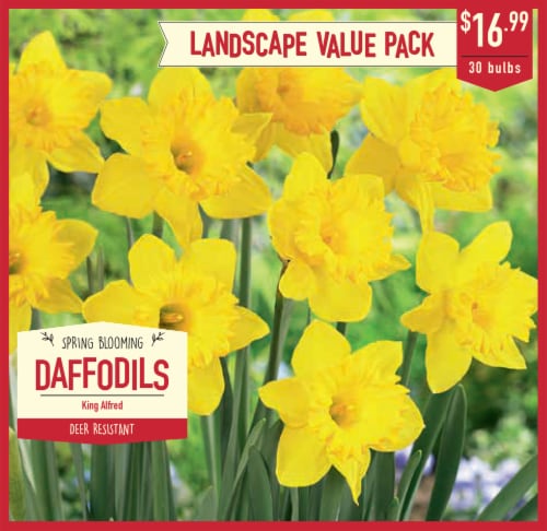 Garden State Bulb Daffodil King Alfred Bulbs Perspective: front