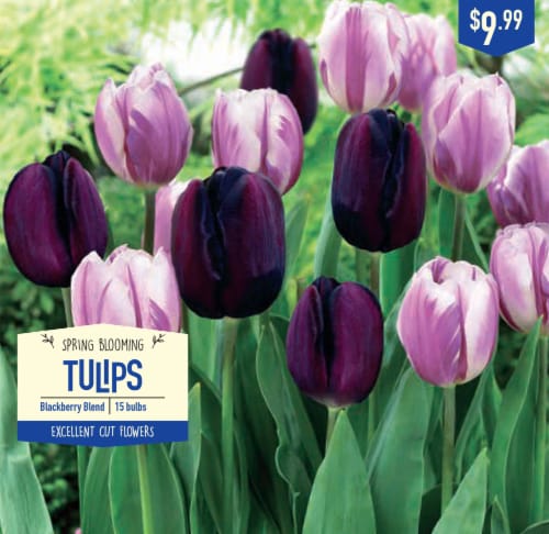 Garden State Bulb Tulip Blackberry Blend Bulbs Perspective: front
