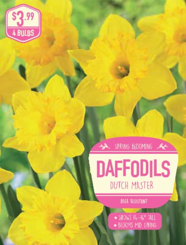 Garden State Bulb Daffodil Dutch Bulbs Perspective: front