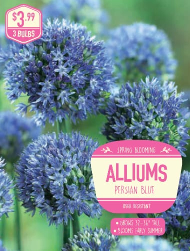 Garden State Bulb Allium Persian Blue Bulbs Perspective: front