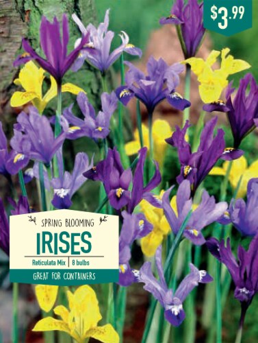Garden State Bulb Iris Reticulata Mix Bulbs Perspective: front