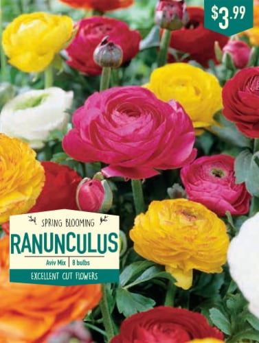 Garden State Bulb Ranunculus Aviv Mix Bulbs Perspective: front
