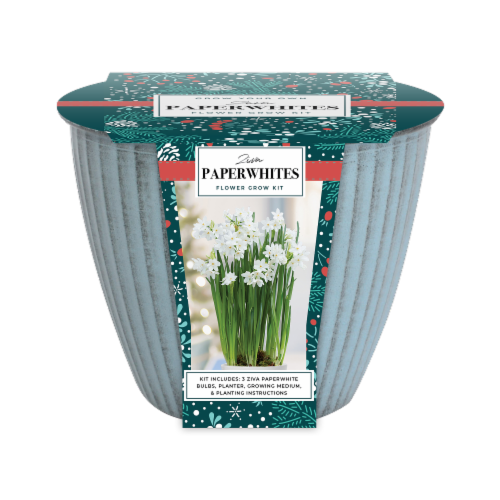 Garden State Bulb Narcissus Ziva Paperwhites Flower Grow Kit Perspective: front