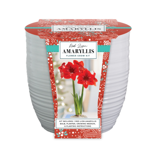 Garden State Bulb Amaryllis Minerva Perspective: front