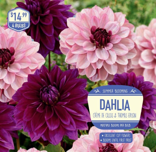Garden State Bulb Dahlia Creme de Cassis & Edison Seeds Perspective: front