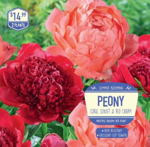 Garden State Bulb Peony Coral Sunset and Red Charm Seeds Perspective: front
