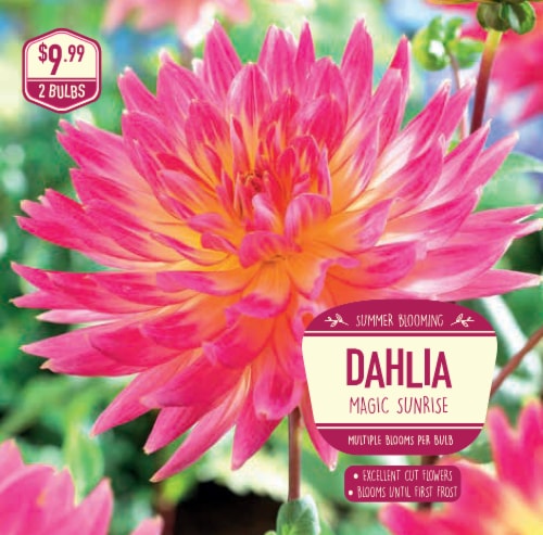 Garden State Bulb Dahlia Magic Sunrise Seeds Perspective: front