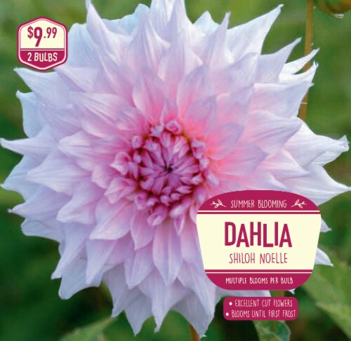 Garden State Bulb Dahlia Shiloh Noelle Seeds Perspective: front