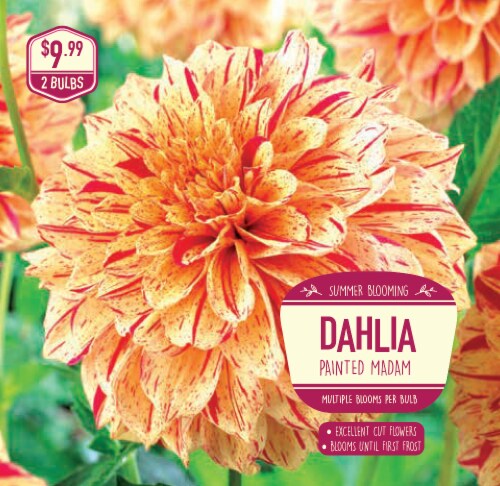 Garden State Bulb Dahlia Painted Madam Seeds, 2 ct - Kroger