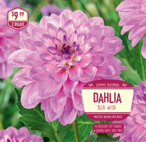 Garden State Bulb Dahlia Blue Wish Seeds Perspective: front