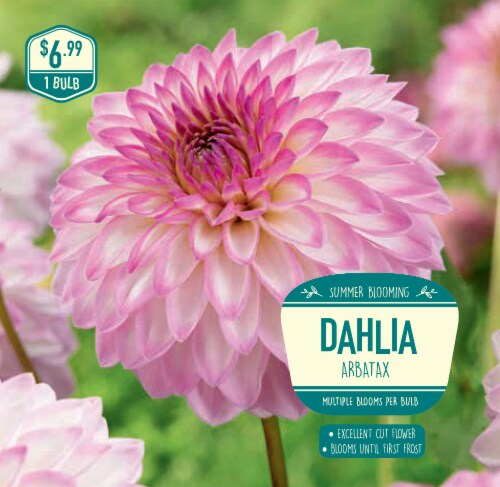 Garden State Bulb Dahlia Arbatax Seeds Perspective: front