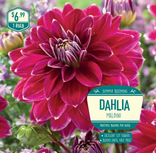 Garden State Bulb Dahlia Maldini Seeds Perspective: front