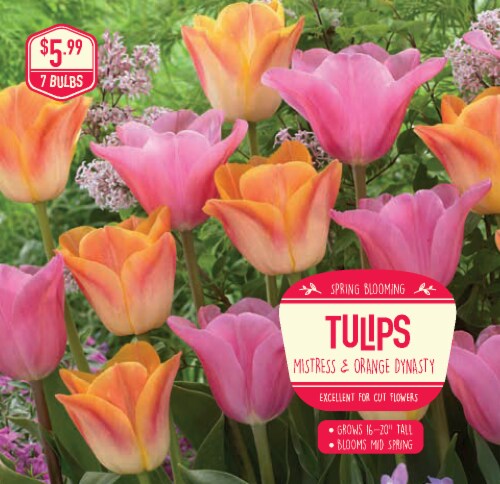 Spring Blooming Tulip Mistress & Orange Dynasty Perspective: front