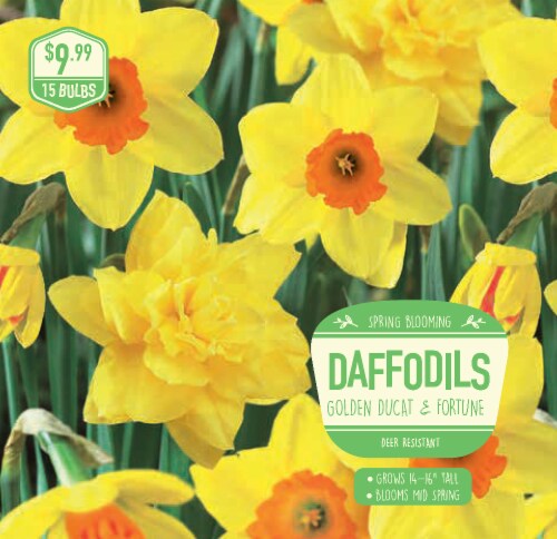 Daffodils Golden Ducat & Fortune Flower Bulbs Perspective: front