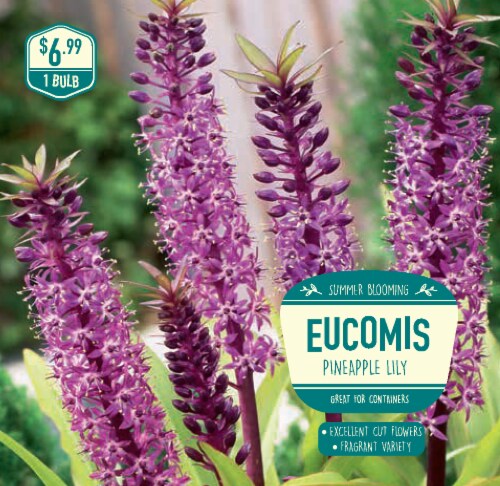 Garden State Bulb Eucomis Comosa Bulb Perspective: front