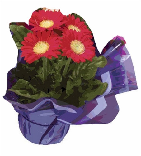 Gerbera Daisy - Assorted Perspective: front