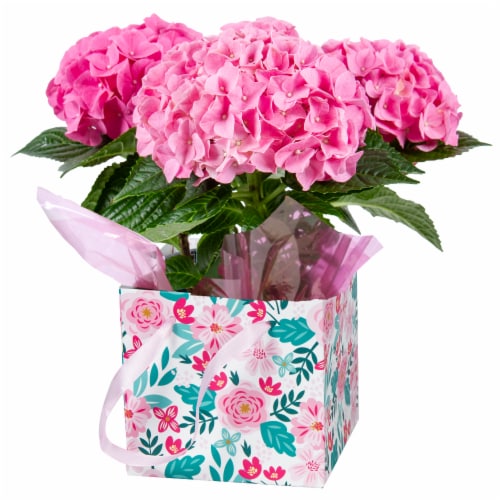 Mother's Day Fresh Hydrangea Plant in 6 inch Gift Box Perspective: front