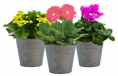 Blooming Piper in Tin Potted Plant - Assorted Perspective: front